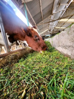 dairy farming