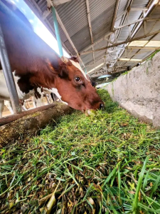 dairy